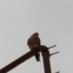 Orion on the Frontier Communication Tower - 8/15/12