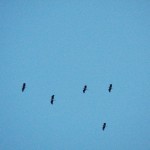 Mystery Birds? What do you think? Cranes? - 8/15/12