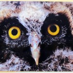 img_0197-toms-owl-pic