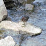 img_0333-green-heron