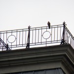 Male Falcon (Tiercel) on the Widow's Walk - 9/4/12