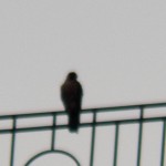 Falcon sitting in the rain on the Widow's Walk - 9/4/12