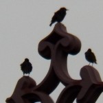 Starlings on the old church - 9/4/12