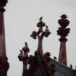 Starlings on the old church just west of the Widow's Walk - 9/4/12