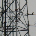 Male Falcon on the jail communication tower - 9/4/12