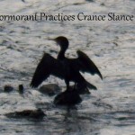 Cormorant - 9/6/12