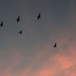 The River Ducks continue to fly back & forth after dark - 9/6/12