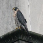 Beauty on the Rundel Library on Guard While Orion Eats - 9/8/12