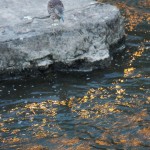 Juvie Black Crowned Night Heron - Hunting on the River - 9/11/12