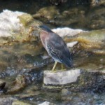 Green Heron on the River - 9/16/12