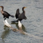 2 Cormorants Fishing on the River (Juvie and Adult?) - 9/16/12