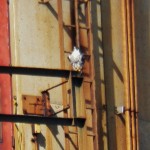 KP Peregrine (Female?) on railing in front of red door on East Stack - 9/16/12