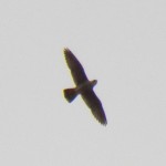 Juvie Peregrine circling over FCT then heading SE - 9/15/12