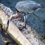 img_0493-gbh-catching-a-fish