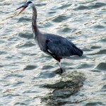 img_0719-gbh-honking-at-something