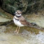 img_2175-killdeer