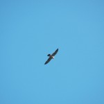KP Falcon Flying High