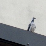 Pigeon?