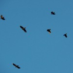 Crows Heading Towards DT