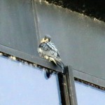 img_0932-beauty-watching-pigeons