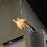 img_1266-beauty-and-woodpecker