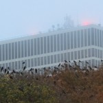 img_1398-crows-in-washington-square-park