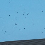 Crows Streaming into Downtown from the West