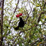 Crow eating apples in a tree at BS