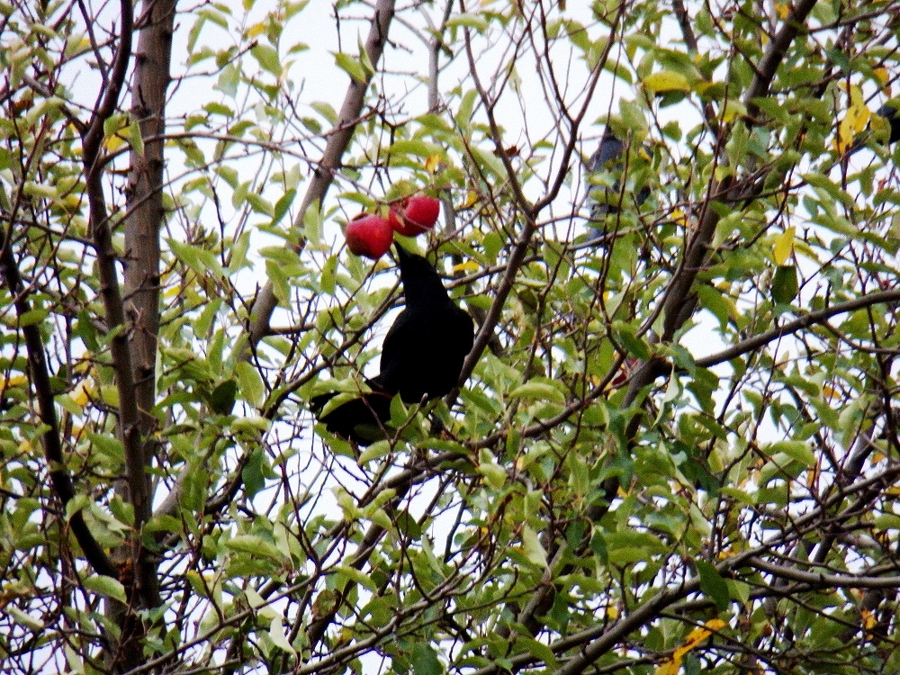 Image result for pic crow with apple