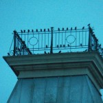 Starlings on Widows Walk