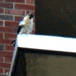 Unbanded Tiercel at BS - No Band on Right Leg - 11/24/12