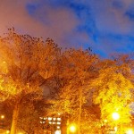 Crows in Trees Downtown Rochester