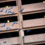 Blue Pigeons?
