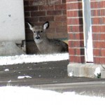 Deer at BS location - 12/25/12