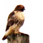 Red-tail Hawk 12/19/12