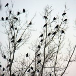Crows at BS 12/14/12