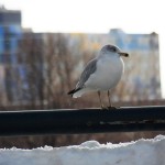 One gull keeping an eye on me from the railing of the Broad St Bridge - 12/30/12