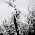 The tree I saw the falcon sitting in before it took off heading east. - 12/31/12