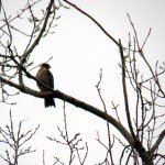 Pigott in the Crow Tree - 12/8/12