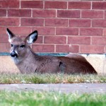 img_4338-deer-at-bs