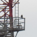 Beauty on Frontier Communication Tower - 1/12/13