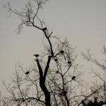 Crows in Pefa Tree - 1/9/13