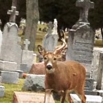 One Antlered Deer at Holy Sepulchre Cemetery by Kathy O - 1/13/13