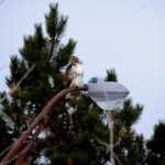 Big Momma Red-tailed Hawk at KP 1/5/13