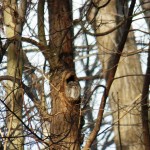Screech Owl in Highland Park 1/1/13