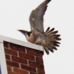 Pigott Wings at BS - 1/6/13