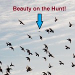 Beauty hunting pigeons 1/10/13