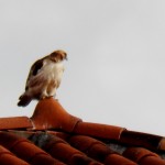 Red-tail Hawk near BS - 1/13/13