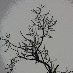Pigott in the Pefa Tree in the Rain - 1/29/13