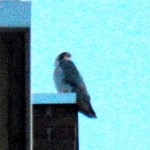 BST on the NW corner at BS - 1/10/13